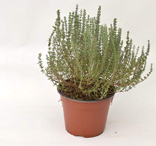 Pflanzkübel Timo 14 cm