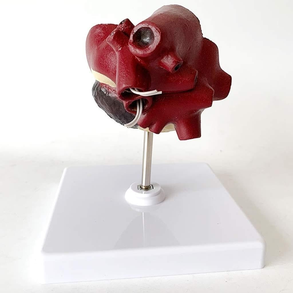 Anatomiczny model serca psa – edukacyjny model z PVC do nauczania weterynarii i szkoleń w opiece zdrowotnej