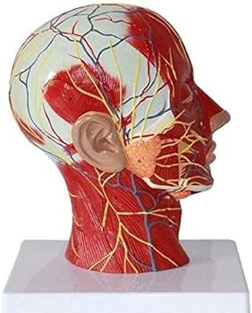 実習解剖学 Amazon.co.jp: 実習解剖学 : 山田 致知, 萬年 甫: 本