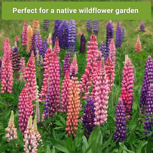 Sow Right Seeds - Bee Seed Collection for Planting - Bergamot, Gayfeather, Lavender and Lupine - Seed Kit for Pollinators - Non-GMO Heirloom with Instructions to Plant & Grow - Makes a Great Gift - Image 5