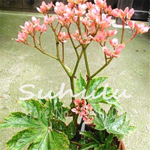Splendida Begonia, Semi di Begonia Semi di Fiori Bonsai, 50 piezas/lotería Decorazioni da Giardino Purificano L'aria Assorbe Gas Nocivi