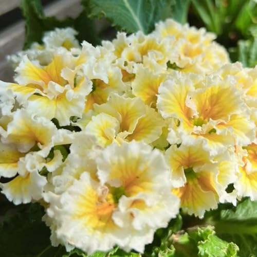 primale copertura del suolo giardino semi di perenne semi esotici estate estremamente resistenti tagliati 800pcs