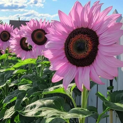 Mixrug Mix Sunflower Seeds to Plant 100+pcs Rare Perennial Sunflower Flower Seeds for Planting Non-GMO Heirloom Flowers Plants Attracts Pollinators for Home Garden Outdoors