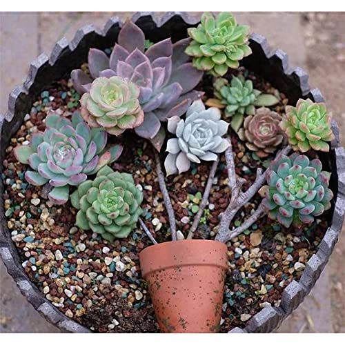YUNSTK Mix Horticultural Lava Rock, Succulent Cactus Natural Potted Bonsai Garden Gravel Top Dressing, Indoor Colorful Decorative Volcanic Rocks for Drainage Terrarium Fish Tank, 2lb