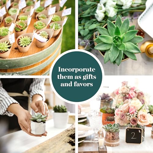 20-pk Shop Succulents Rosette Succulent Plant Pack - image 2