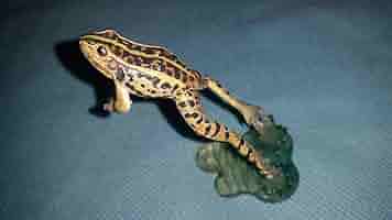 ガマガエルページ クツワアメガエル - Wikipedia