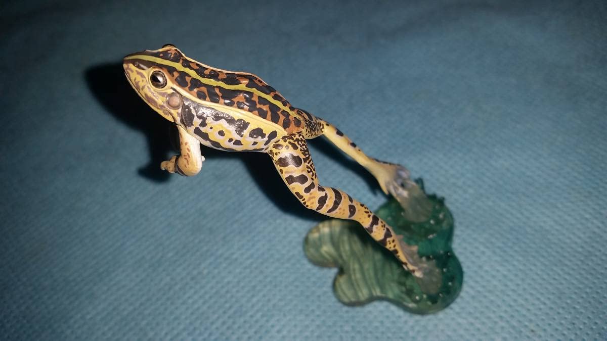 ガマガエルページ Amazon.co.jp: 生物：原色両性類 カエル図鑑 シークレット