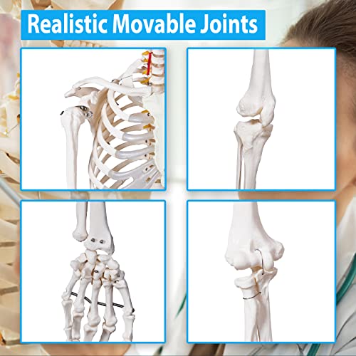 Image of breesky 70.8 Inches Flexible Human Skeleton Model for Anatomy - Life Size Medical Human Skeleton Model with Nervous System with Rolling Stand for Medical Study and Display 3 Posters
