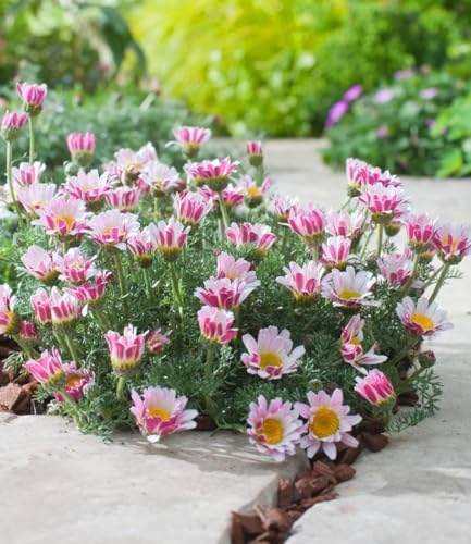 BALDUR Garten 3x Winterharter Bodendecker Afrikanisches Ringkörbchen, Pflanzen im 9x9 cm-Topf, Anacyclus depressus, Polsterstaude, Ringblume, winterharte mehrjährige Staude, trockenresistent, blühend