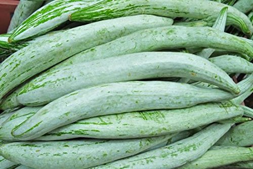Creative Farmer Snake Gourd Seeds - High Yield Vegetable Seeds For Planting-20 Seeds (B01MECW0UQ) Amazon Price History, Amazon Price Tracker