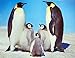 (24x36) Penguins - Family Photo Poster