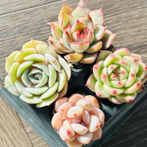 多肉植物 寄せ植え セット」の人気商品一覧 | 安い商品を通販サイト