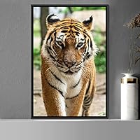 Framed Canvas Wall Art Tiger Animals Chic Dramatic Lion Living Room Multicolor Photography - 16x24 inches