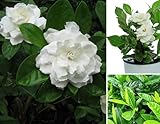 Gardenia jasminoides Seeds Cape Jasmine Common Gardenia White Bonsai Plants Flowers Home Garden 100pcs