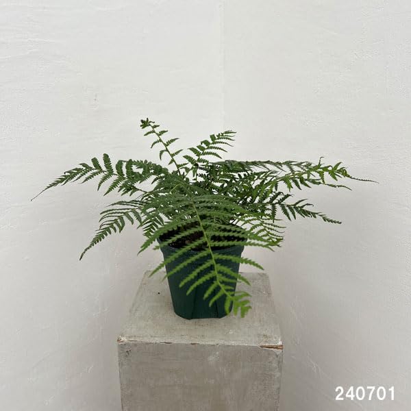 【年内価格】ディクソニア　希少　輸入株 Amazon.co.jp: ディクソニア：アンタルクティカ 5号鉢植え[木性シダ