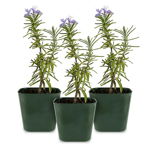 Generic Mini Purple Flower Rosemary Plant Starter Outdoor Herb Garden Live Rosemary Plant Aromatic Fragrant Blue Rosemary Officinalis Shrub Bush (3), Green