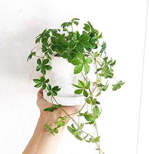 Amazon Co Jp Sugar Vine White Potted Plant Cement White Tabletop Size Ornamental Plant Real Sisss Dripling Stretchable Mini Home Kitchen