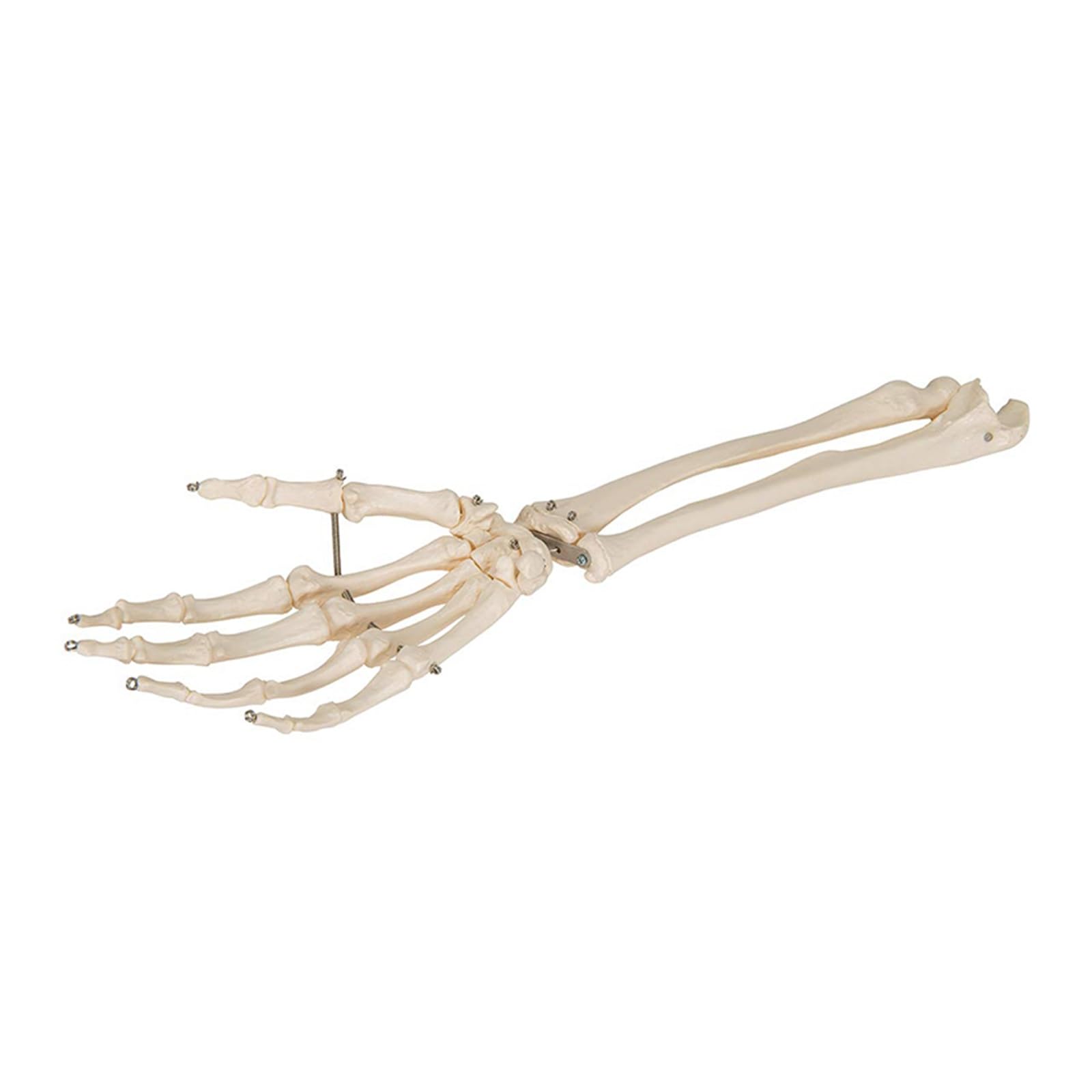 1pc Simulation Kunst medizinische Hand Knochen mit Ulna und Radius Modell Unterarm Knochen