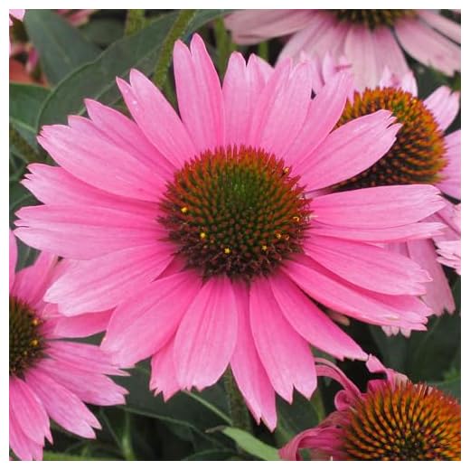 Coneflower Echinacea Papallo Compact Rose – Real Outdoor Perennial Plant – Pink Flowers with Golden-Bronze Cone – Live Hardy Flowering Plant for Garden Borders and Containers (9 cm Pot, 10-20 cm)