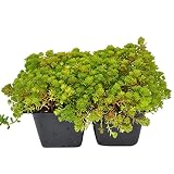 Sedum lydium, Mossy Stonecrop, Mossy Sedum, Least Stonecrop, 4 Pack, Ground Cover, Great Color on an