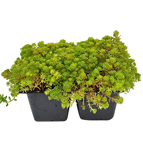 Sedum Lydium, Mossy Stonecrop, Mossy Sedum, Least Stonecrop, 4 Pack, Ground Cover, Great Color On An Intricate Mat Off Succulent Growth, 4X 2.63X1.72X2.75" #TOP30