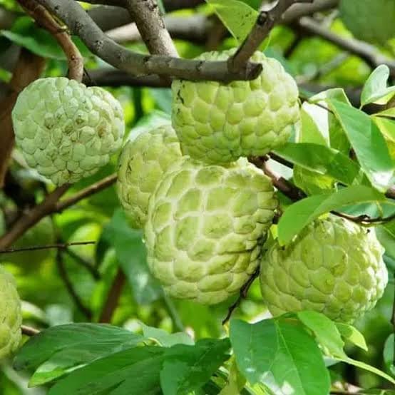 See full amazon price history chart for STAR PLANT " White Custard Apple" Plant Sweet Delicious Fruit Plant 1 Healthy Fruit Thai Sugar Apple Sitafal Ata Fruit Live Plants Tree (1-1.5 Ft Size) STAR PLANT " White Custard Apple" Plant Sweet Delicious Fruit Plant 1 Healthy Fruit Thai Sugar Apple Sitafal Ata Fruit Live Plants Tree (1-1.5 Ft Size) (B0CMVF21LW) Amazon Price History, Amazon Price Tracker