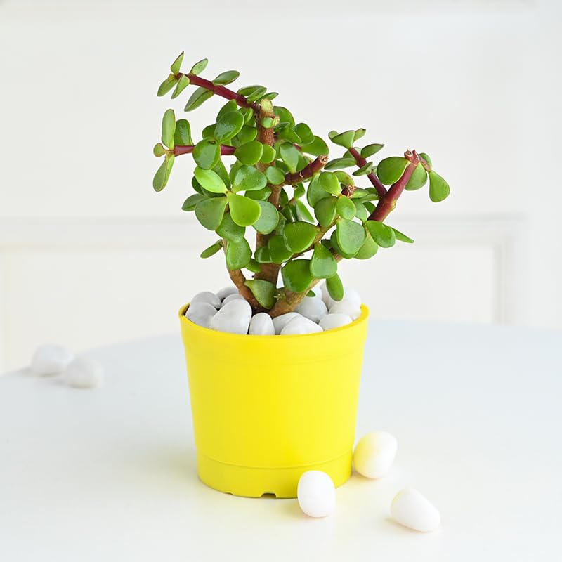 FlowerAura Decorative Air Purifying Jade Live Indoor Plant In Yellowish Circular Pot For Home/Office Decor And Gift For Birthday, Anniversary, Womens Day, Mothers Day, Diwali & Holi (B0CXHJD9Q1) Amazon Price History, Amazon Price Tracker