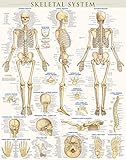 Skeletal System-Laminated