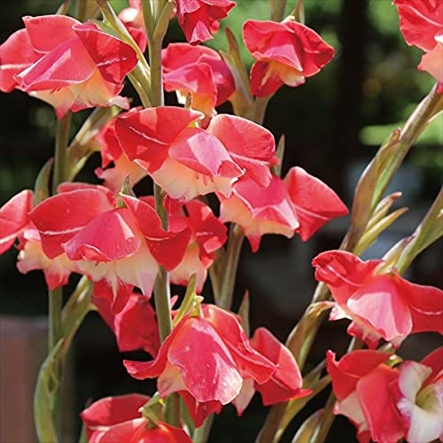 球根 グラジオラスの人気商品 通販 価格比較 価格 Com