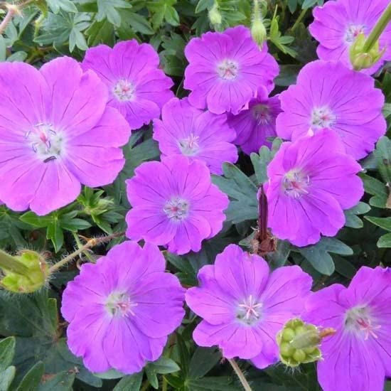 6x Geranio sanguineo 'Max Frei' – Geranium sanguineum 'Max Frei' – Vaso 9x9 cm – geranio coprisuolo fioritura rosa intenso