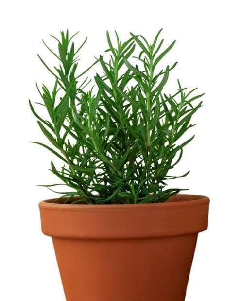 Image of Live Rosemary Plant with Pot Salvia Rosmarinus Original Herbal Aromatic Plant for Hair Care Cooking Kitchen Garden Indoor Outdoor Medicinal Plant for Home Balcony Terrace Pack of 1