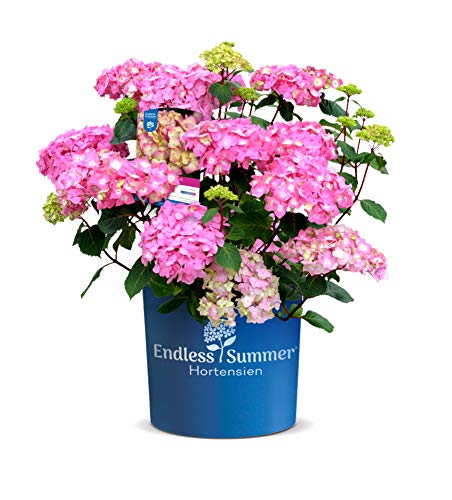 Endless Summer 'BloomStar' Hortensie pink , der knallige Stern am Hortensienhimmel , winterhart , mehrjährig , Pflanze für Garten, Terrasse, Balkon oder Kübel