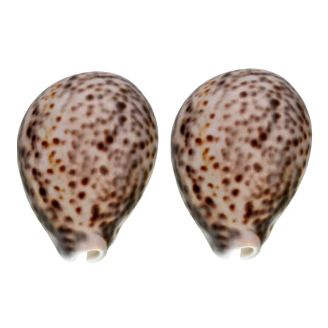 MAYAPURI Natural Original Big Pooja Laxmi Cowrie Shell, Cowry, Kouri, Kaudi, Lakshmi Kori for Puja, Size approx. 3 inches, Pack of 2 (B0D5YV1P2Z) Amazon Price History, Amazon Price Tracker