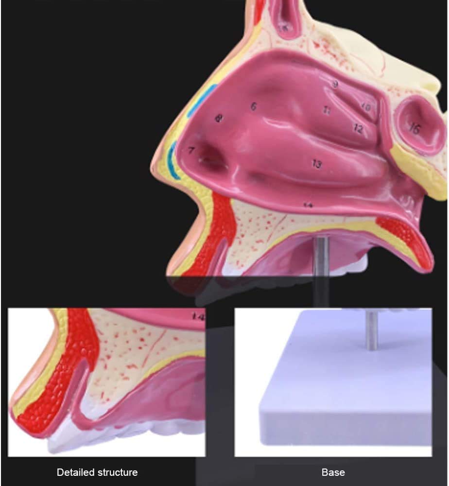 Modello educativo cavità nasale Modello anatomico ENT Umano Anatomia Medica Materiale didattico per Scuola Clinica Biologia Aula Dimostrare Studio Apprendimento