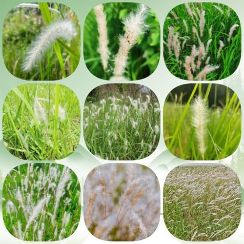 Semillas de sangre, raras Imperata cilíndrica, semillas de jardín de ornamental resistente para lugares soleados 100pcs