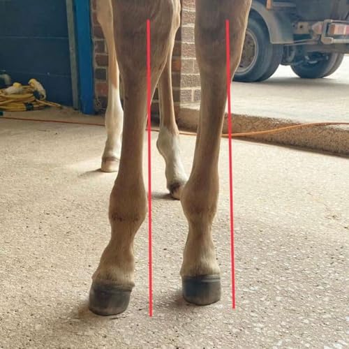 Episode 7 - Angular limb deformities in foals