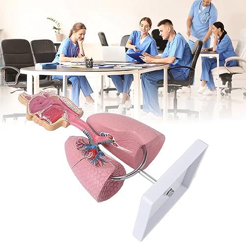 Image of Respiratory System Model with Removable Heart, High Simulation Human Lung Anatomical Display, Teaching Tool for Students Study, Widely Used in Medicine and Biology