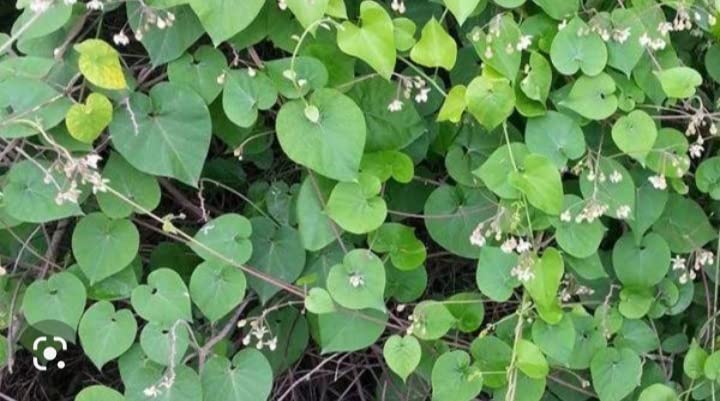Veliparuthi/Pergularia Daemia Live Plant - 1 No (B0BCG96M3K) Amazon Price History, Amazon Price Tracker