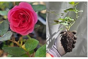 1-Rooted Starter Plant Zephirine Drouhin Climbing Rose