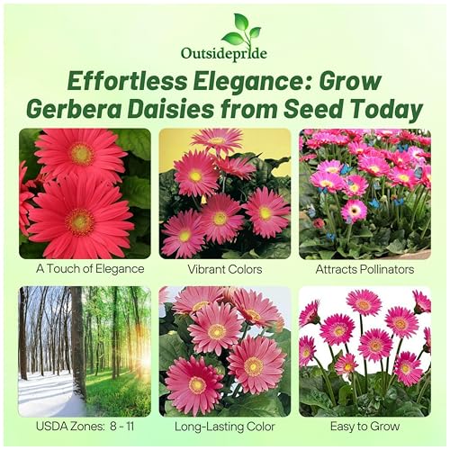 Outsidepride Rose Shades Gerbera Seeds - 10 Pcs Perennial, Compact & Low Maintenance, Flower Seeds for Planting w/Vibrant Rose Blooms, Ideal for Garden Landscaping & Cut Flower Arrangements - Thumbnail 2