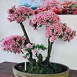 comprar bonsai cerezo japones españa Shipping providing Internationally