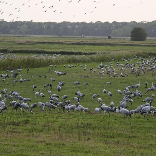So gef&auml;hrlich ist die Vogelgrippe f&uuml;r Katzen und Hunde