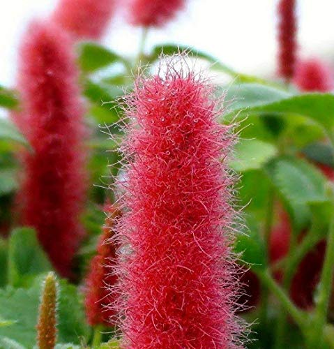 1 Plant Acalypha Pendula Chenille Firetail in a 3' Pot #GGSP07