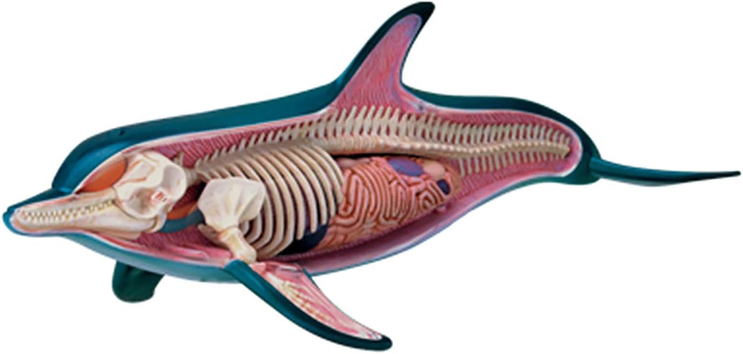 FLYBUG 4D Dolphin Anatomy Model, Organ Anatomy Medical for Animal Teaching Demonstration,Detachable 18 Parts for Animal Teaching Demonstration Science Study