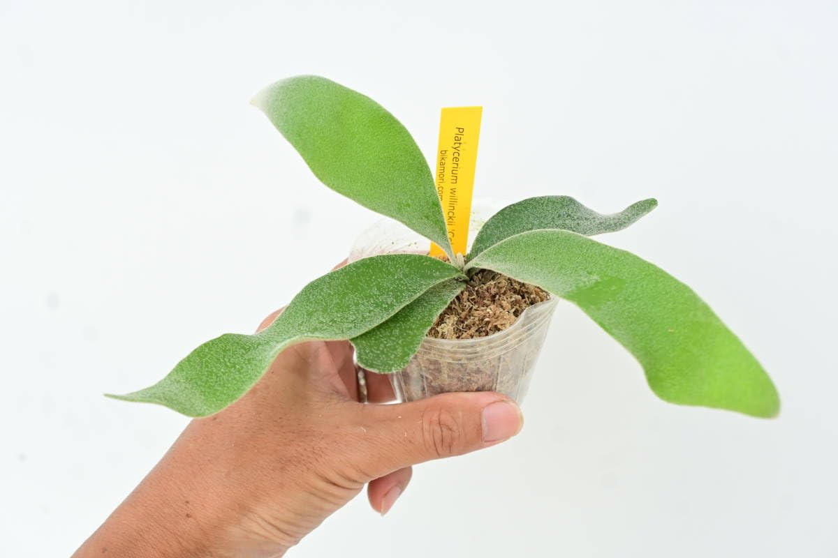 ビカクシダ horitoysP. willinckii 'celso' Tatsuta P.willinckii cv. Celso Tatsuta #platycerium