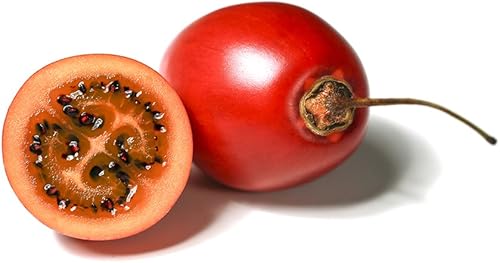 Tamarillo Árbol tamamoro Tomate de arbol de tomate Semillas 35Pcs