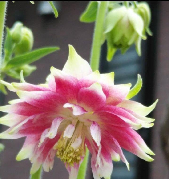 Amazon.co.jp: 〔花の種〕華やかなお花 西洋オダマキ ノラバロー