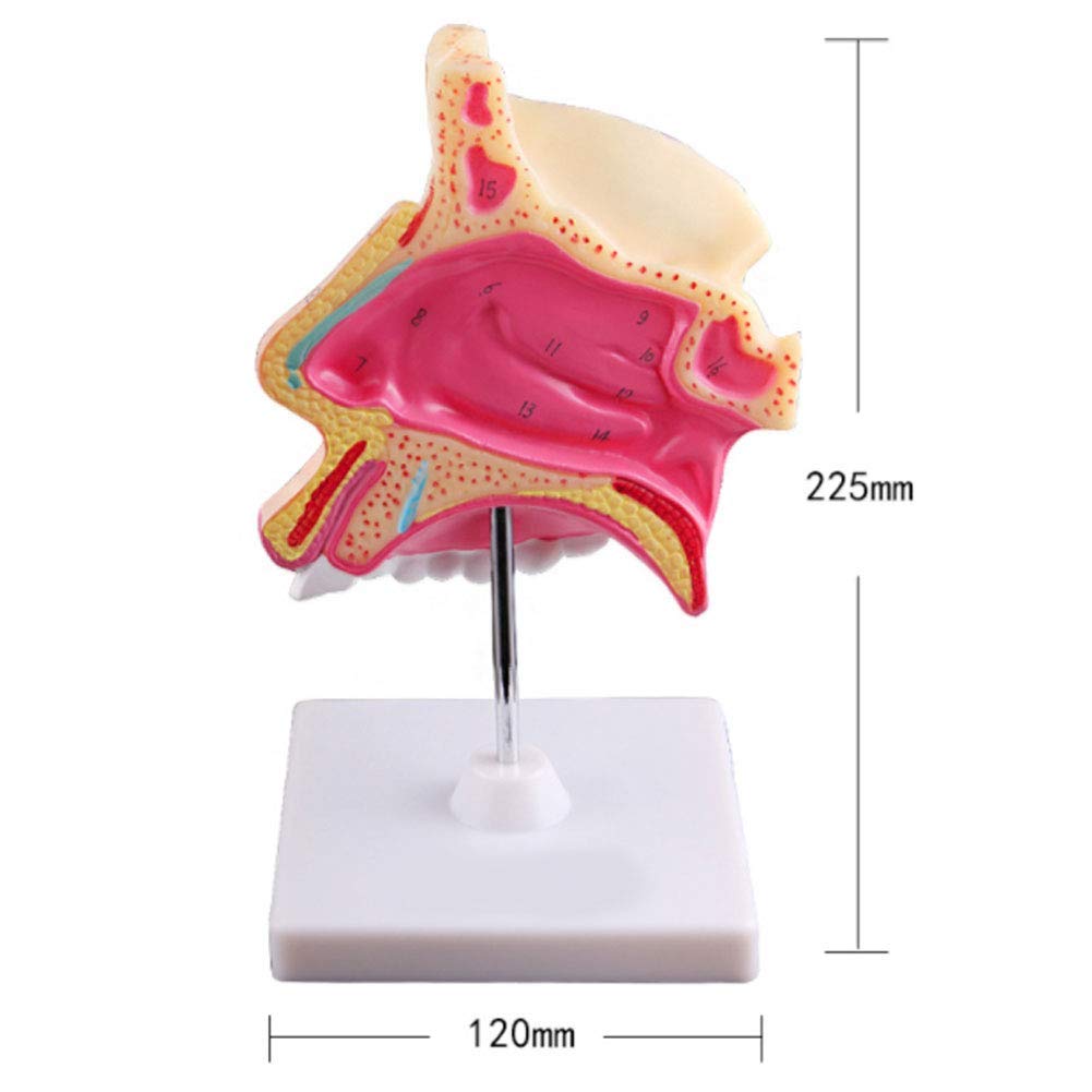 Model anatomiczny ludzkiego ucha anatomicznego ludzkiego narządu model ucha anatomicznego ucha wewnętrznego odłączany labirynt kostny i błoniasty labirynt medyczny demonstracja medyczna materiały