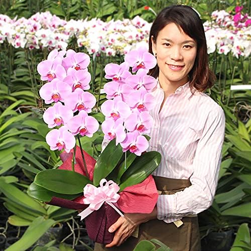 Amazon ふじみ野ラン園 生花 胡蝶蘭 ピンクワイン ２本立ち 中輪 ミディ お祝い ギフト 当選祝い 叙勲 お誕生日 お返し 御供に 北海道ほか寒冷地お届け不可 冬季は関東 中部以外午前お届け不可 寒さ対策してお届け フラワーアレンジメント オンライン通販