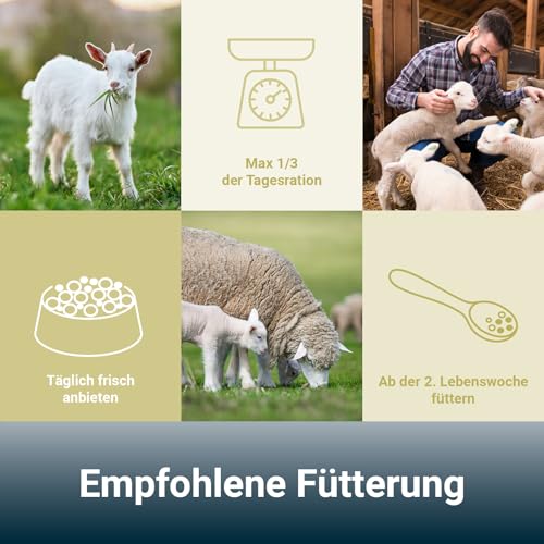 PANTO Schaf- und Lämmermüsli 15kg – hochwertiges Kraftfutter Schafe und Ziegen, Pellet-Flocken-Mischung, Schaffutter mit Vitaminen und Mineralien, für Ziegen geeignet